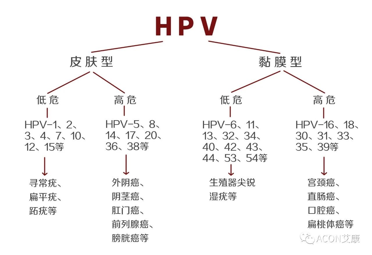 HPV轉(zhuǎn)陰其實很簡單， 女性必知的宮頸癌真相